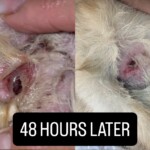 K-9 SkinRescue photo review