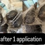 K-9 SkinRescue photo review