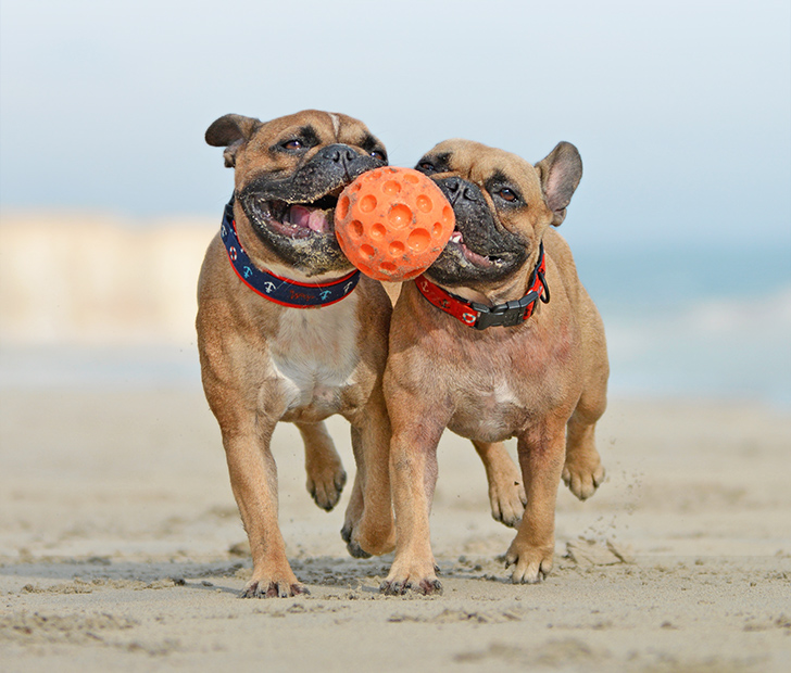 French Bull Dogs Playing