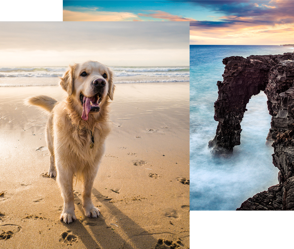 Golden Dog on Beach