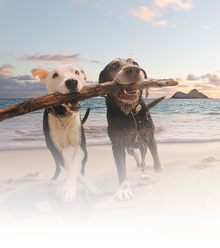 Dogs on a Beach